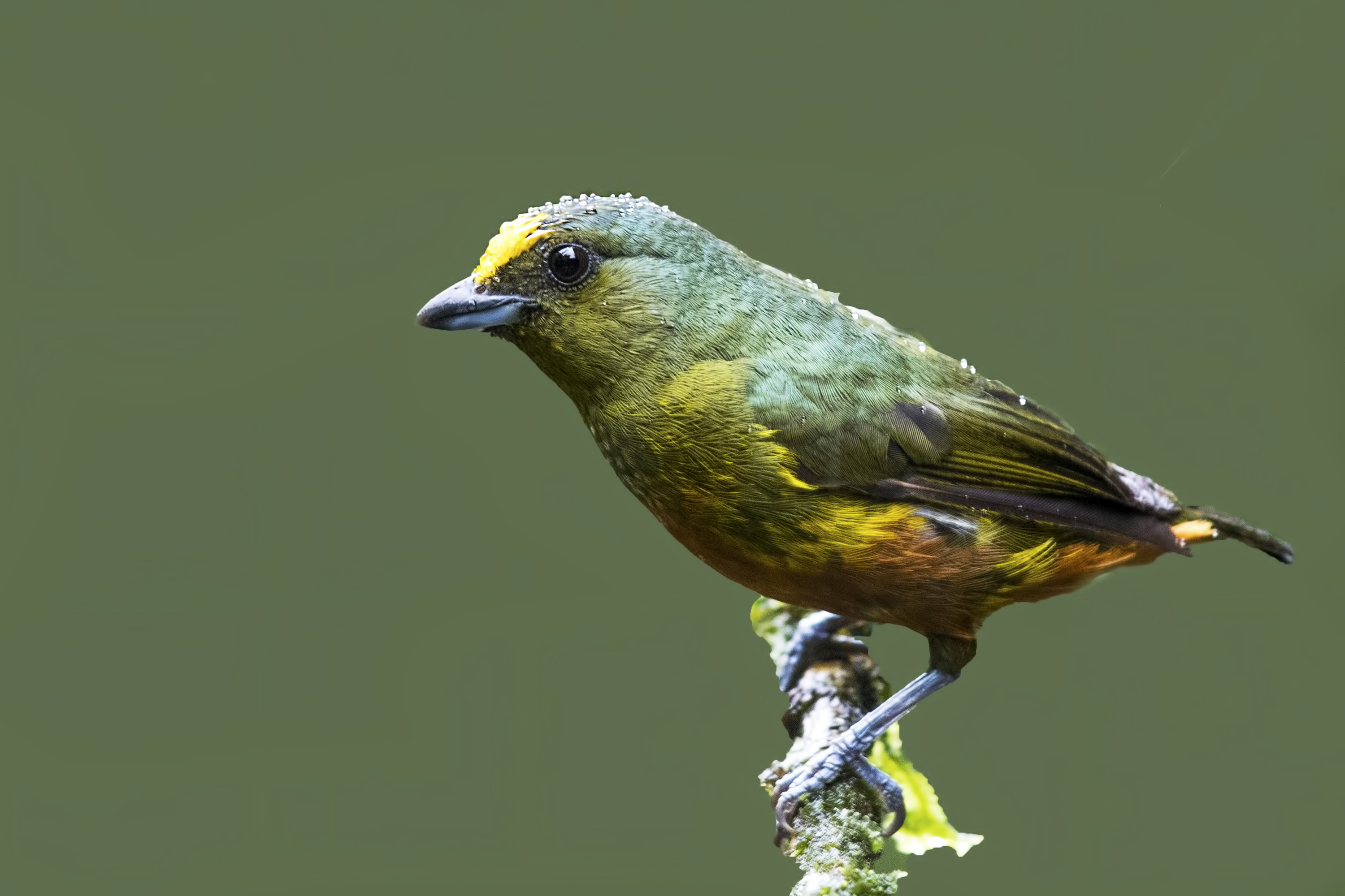Olive-backed Euphonia — Ana fotoğraf
